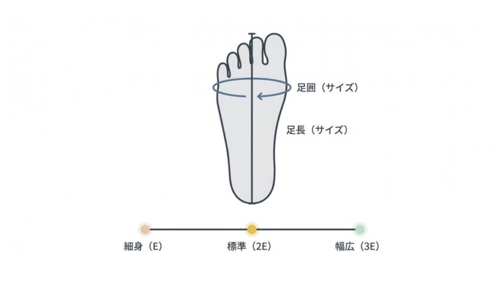 足長と足囲の位置関係、およびE・2E・3Eのワイズ区分を示す解説図