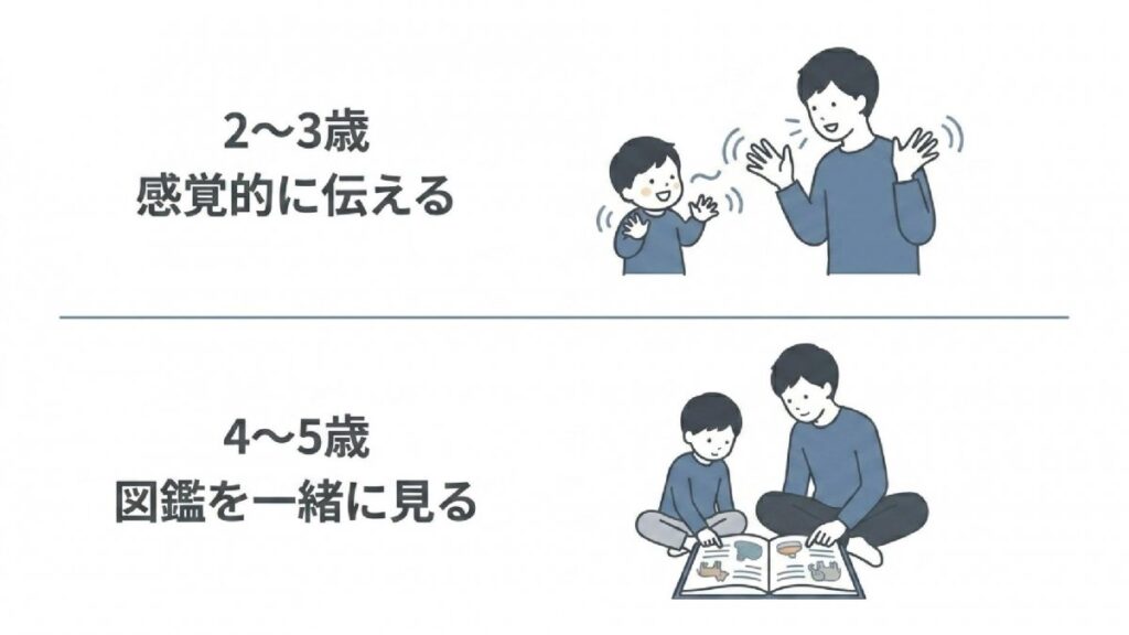 2〜3歳と4〜5歳の年齢別に、感覚的な説明と図鑑活用を示す解説図